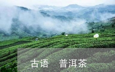 古语 普洱茶/2023042893995